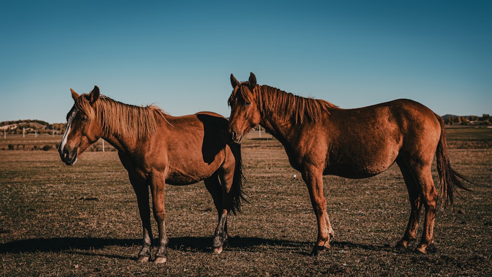 two brown horses standing next to each other in a field