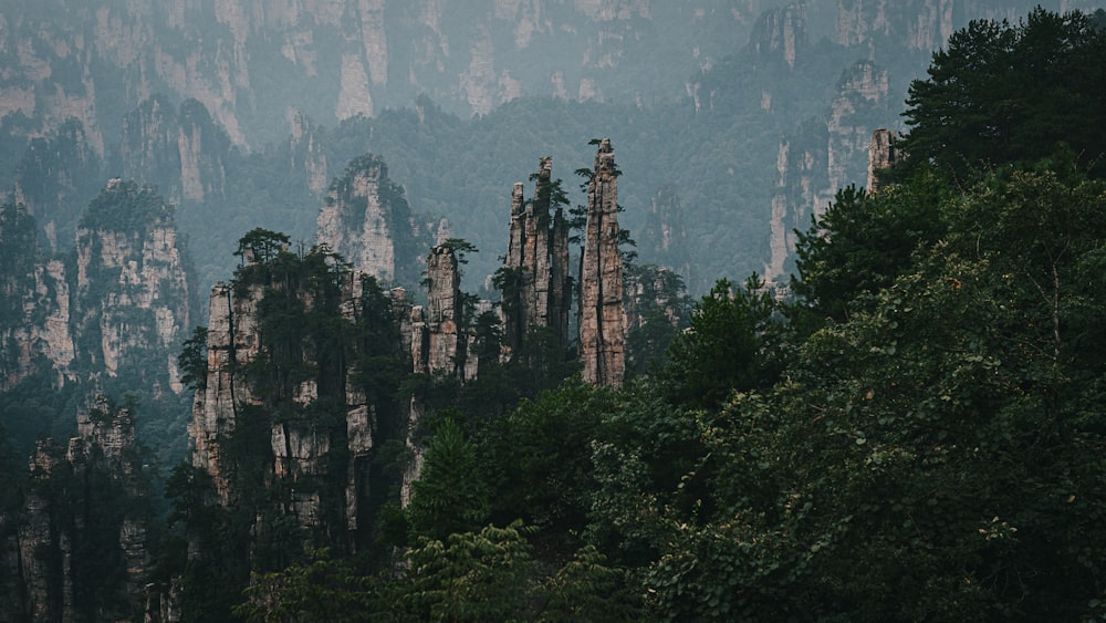 a forest filled with lots of tall trees