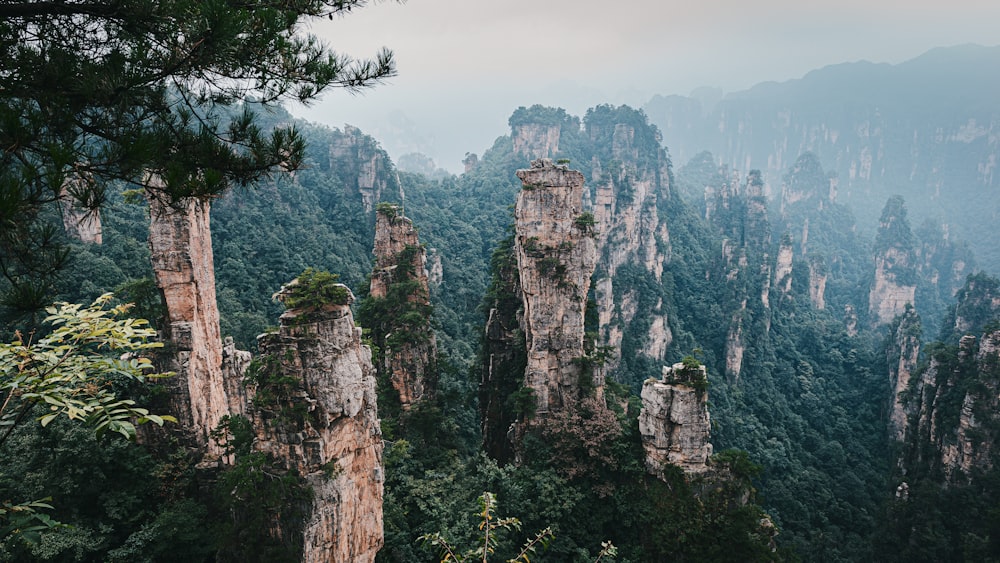 a group of tall rocks in the middle of a forest