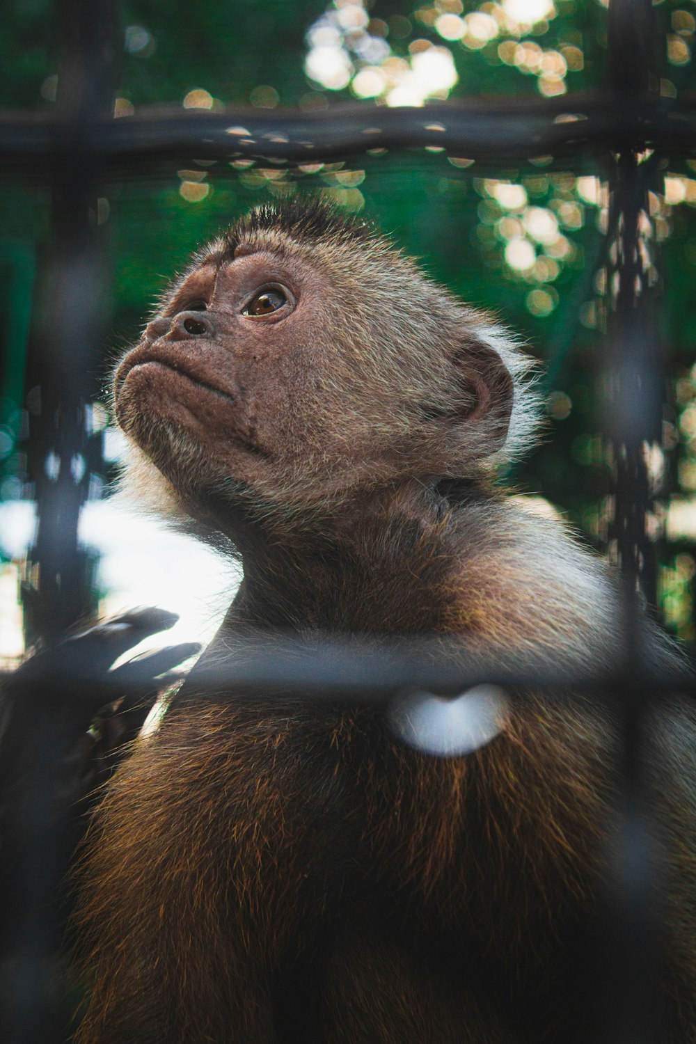 a monkey in a cage looking up at something