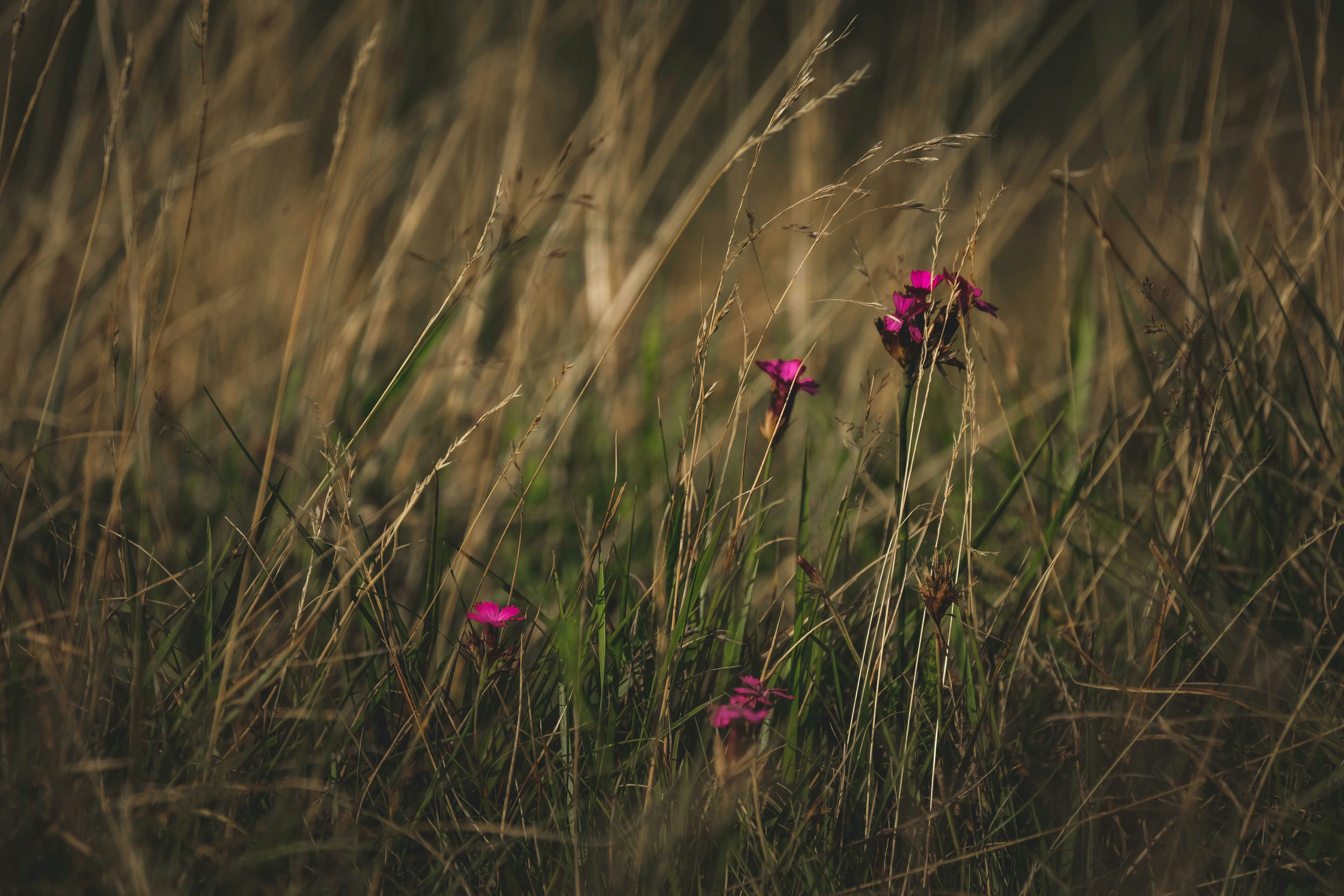 Photo by francesco_ungaro