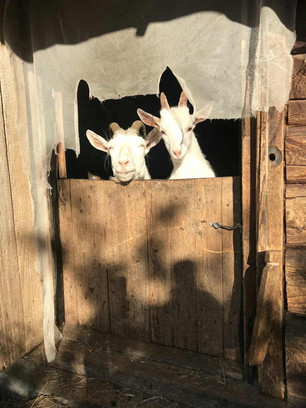 a couple of goats standing inside of a wooden box