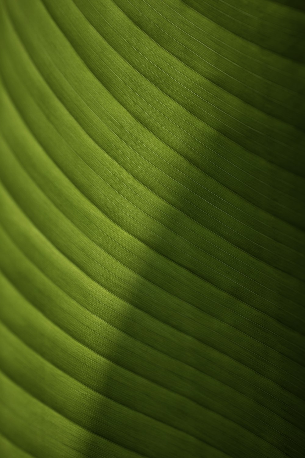 a close up view of a green leaf