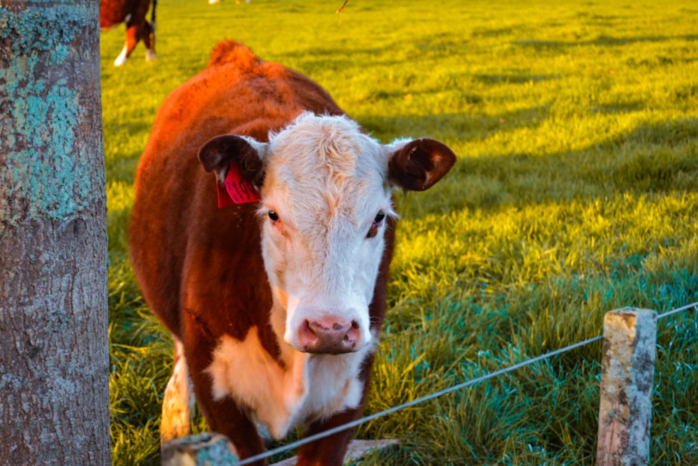 a brown and white cow standing next to a tree