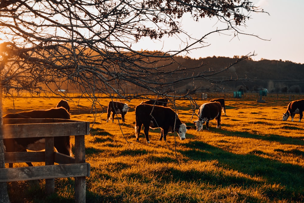 a herd of cattle grazing on a lush green field