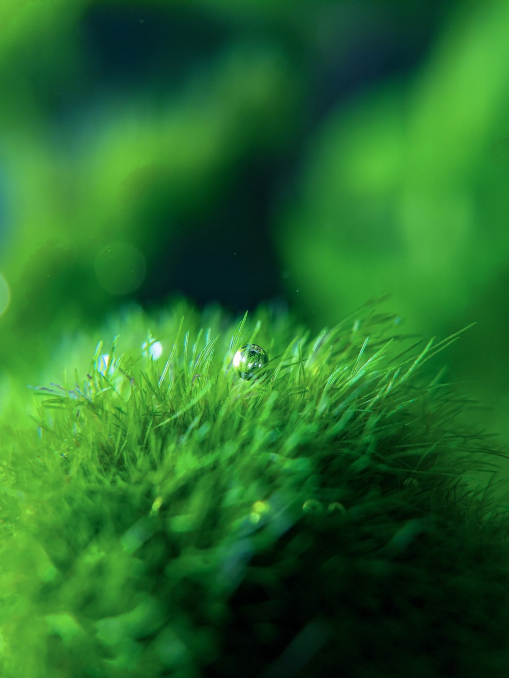 a close up of a green plant with water droplets