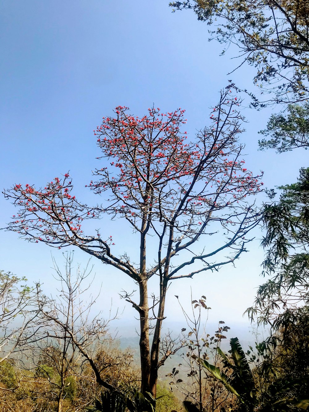 a tree with red flowers in the middle of a forest