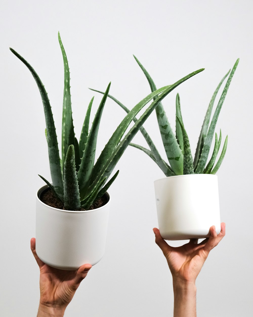 a pair of hands holding up two potted plants