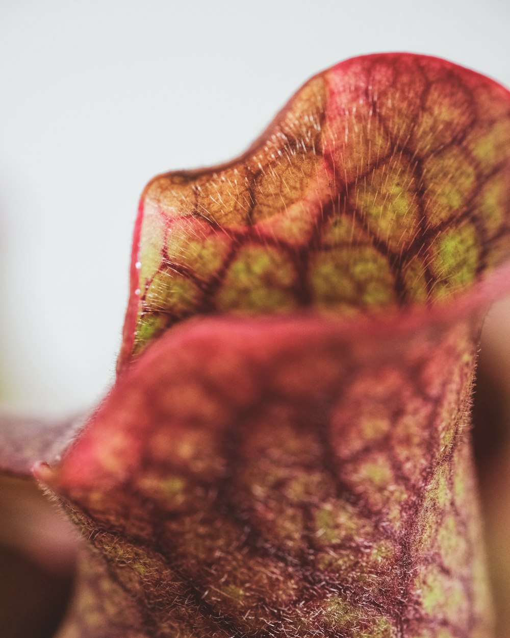 a close up of a red and green flower