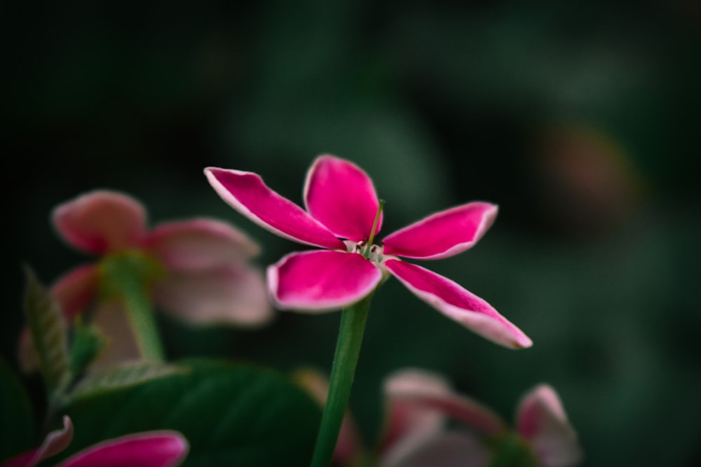 a pink flower with green leaves in the background