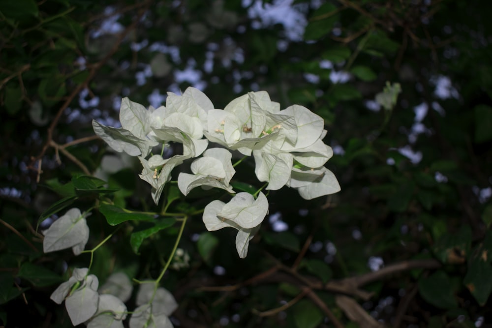 a white flower with green leaves in the background