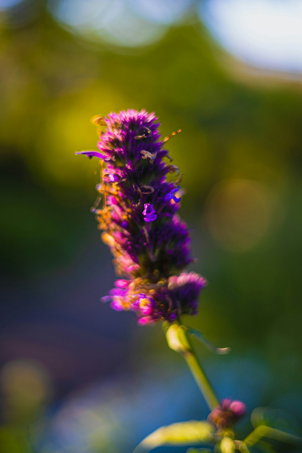 a close up of a purple flower with blurry background