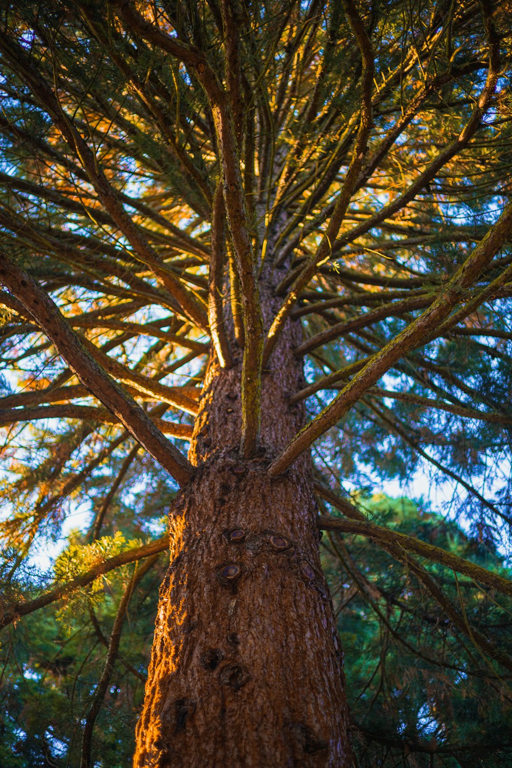 a pine tree with a face drawn on it