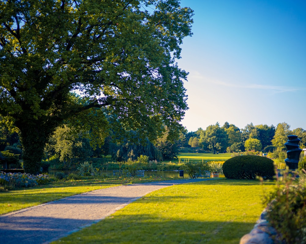 a path through a lush green park lined with trees