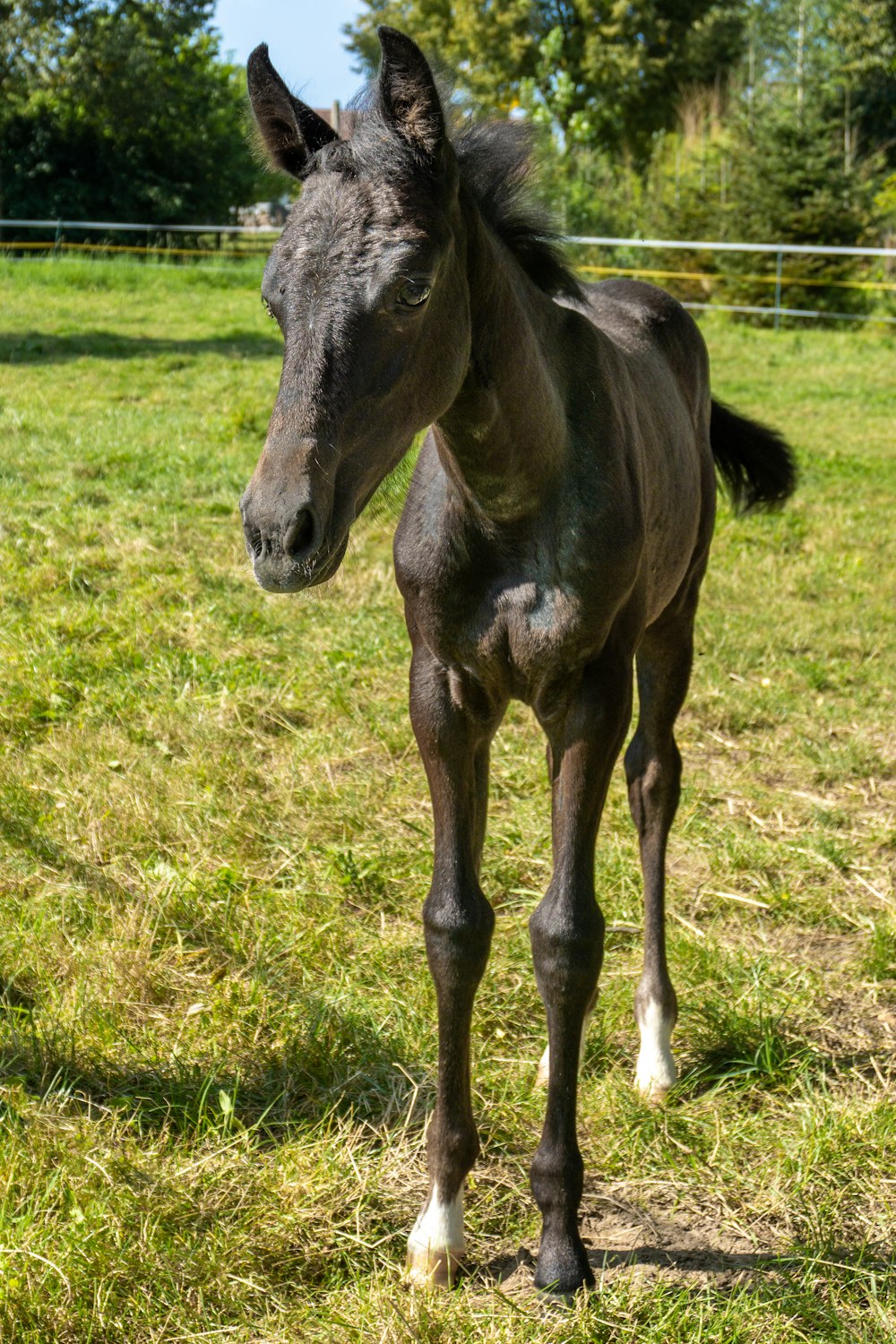 a small brown horse standing on top of a lush green field