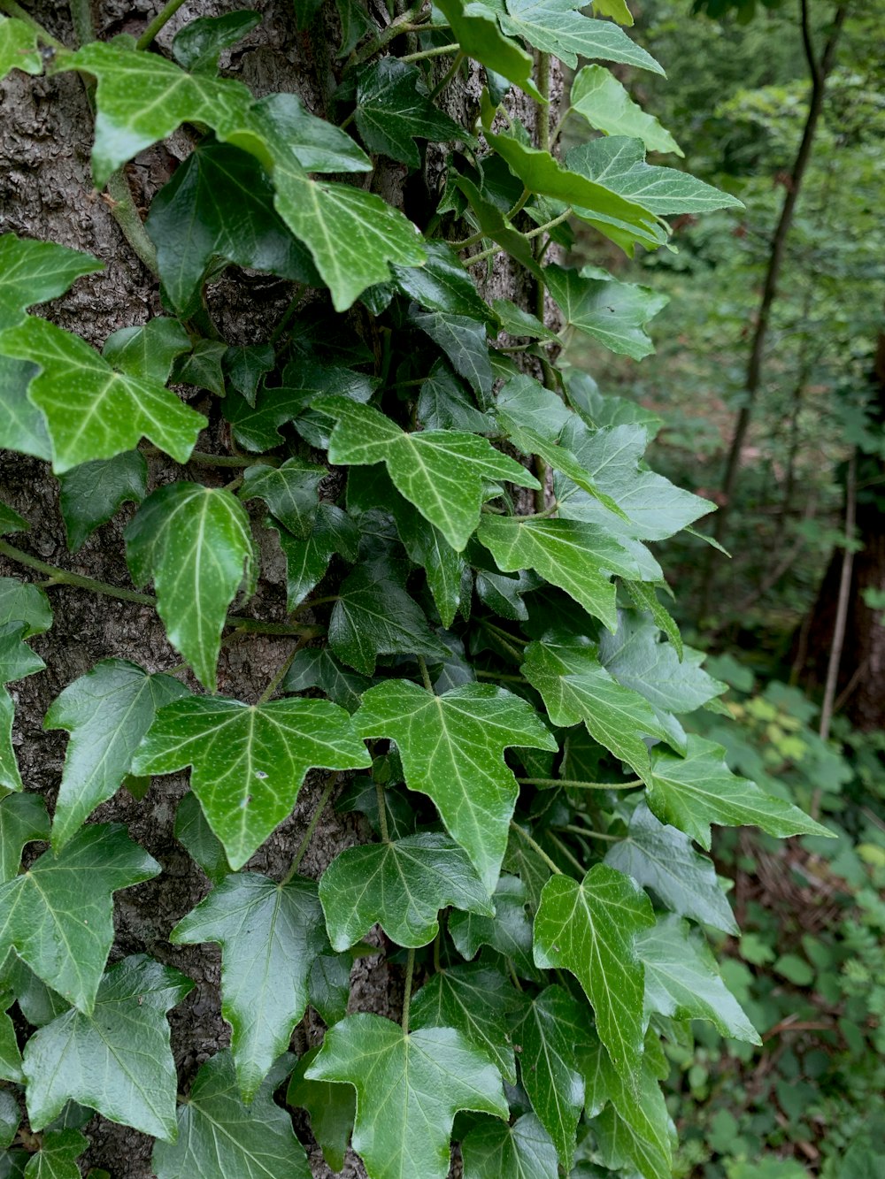 a tree covered in green leaves next to a forest