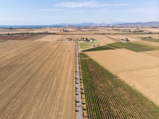 An aerial view of vast agricultural fields stretching to the horizon. The landscape is divided into several sections with different types of crops, flanked by a long, straight road lined with trees. In the distance, industrial buildings and mountains can be seen under a clear blue sky.