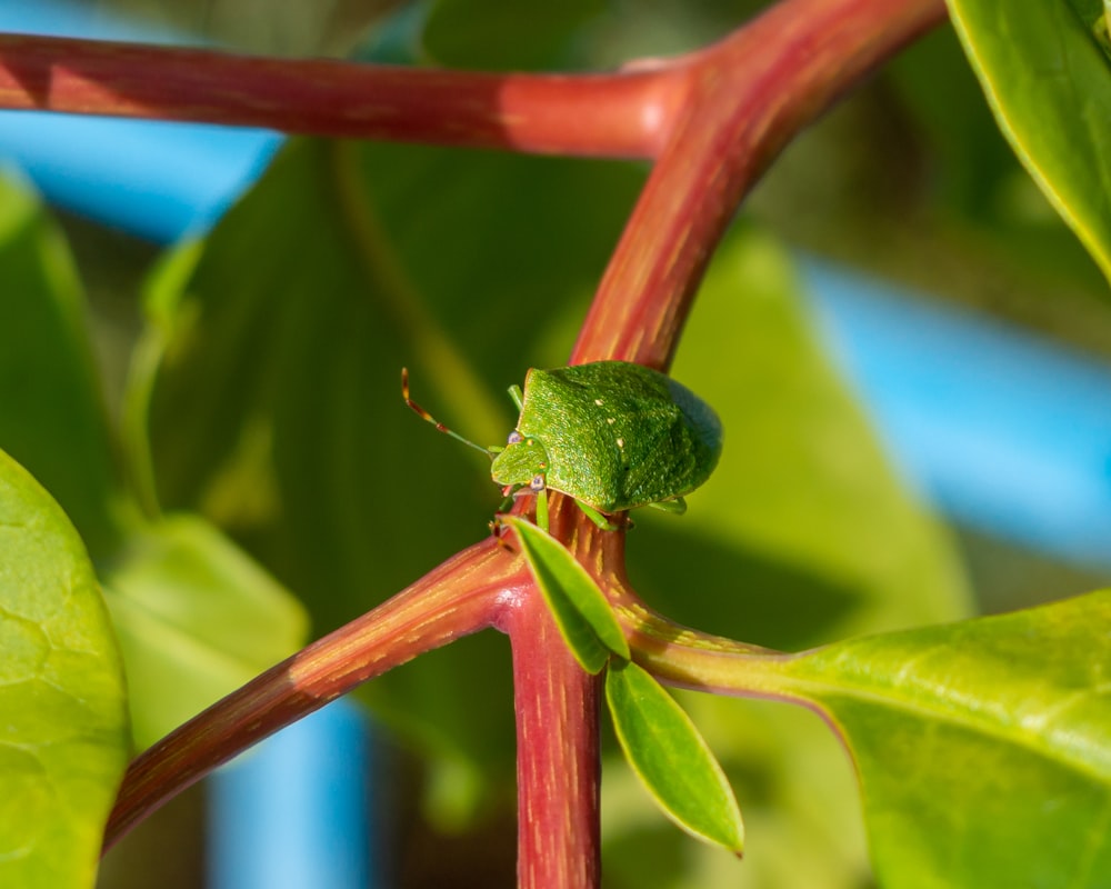 a green bug sitting on top of a green leaf