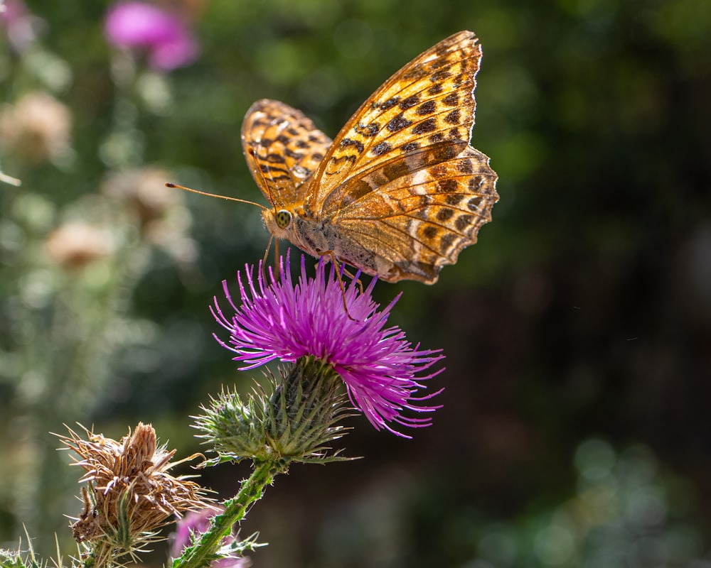 a butterfly sitting on top of a purple flower