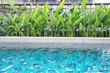 A clear swimming pool with vibrant blue tiles is set in the foreground, surrounded by lush green tropical plants. The pool water reflects the intricate patterns of the tiles, creating a serene and inviting atmosphere.