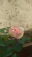 A muted rose-colored flower softly blurred in the background with a dusty slate textured wall.