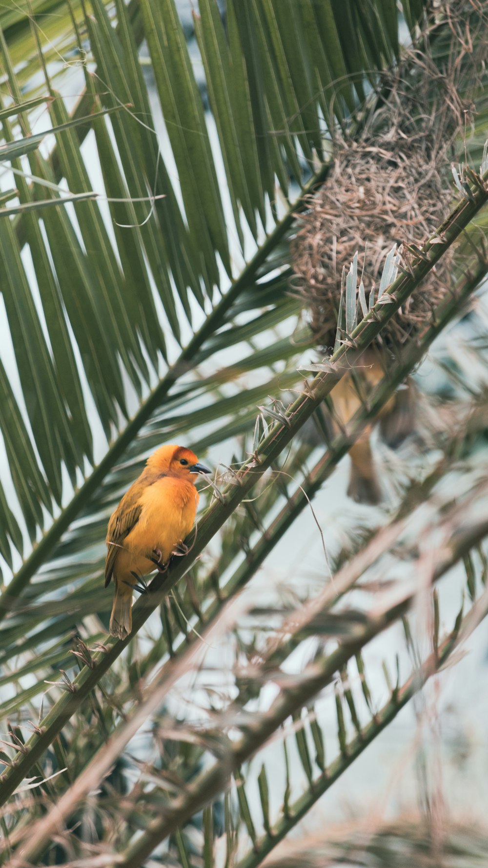 a small orange bird perched on a tree branch