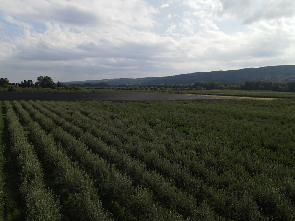 a large field of grass with mountains in the background