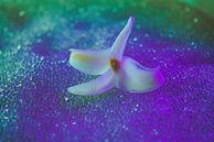 Soft petals painted in flowing watercolors, symbolizing resilience and delicate strength.