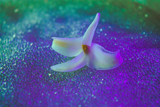 Soft petals painted in flowing watercolors, symbolizing resilience and delicate strength.