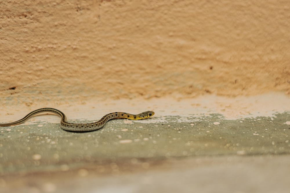 a yellow and black snake laying on the ground