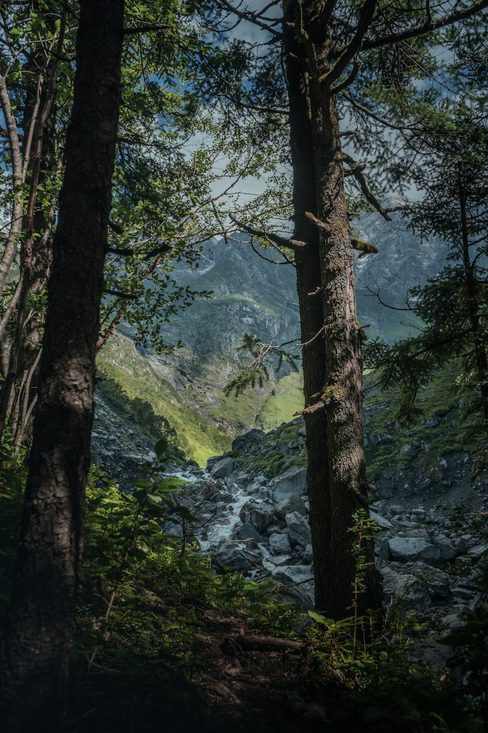 a river running through a lush green forest