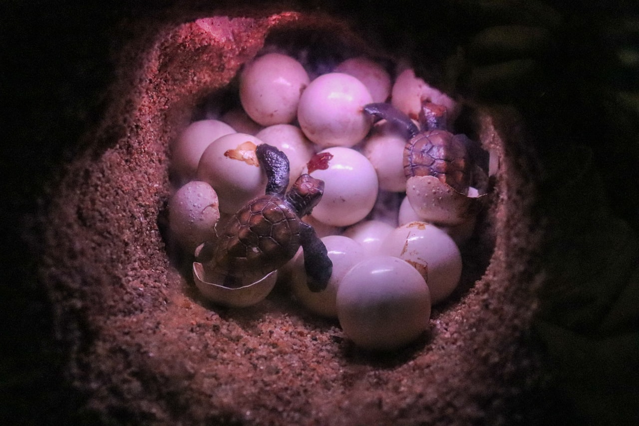 Nesting Of Sea Turtles Along NC Beaches