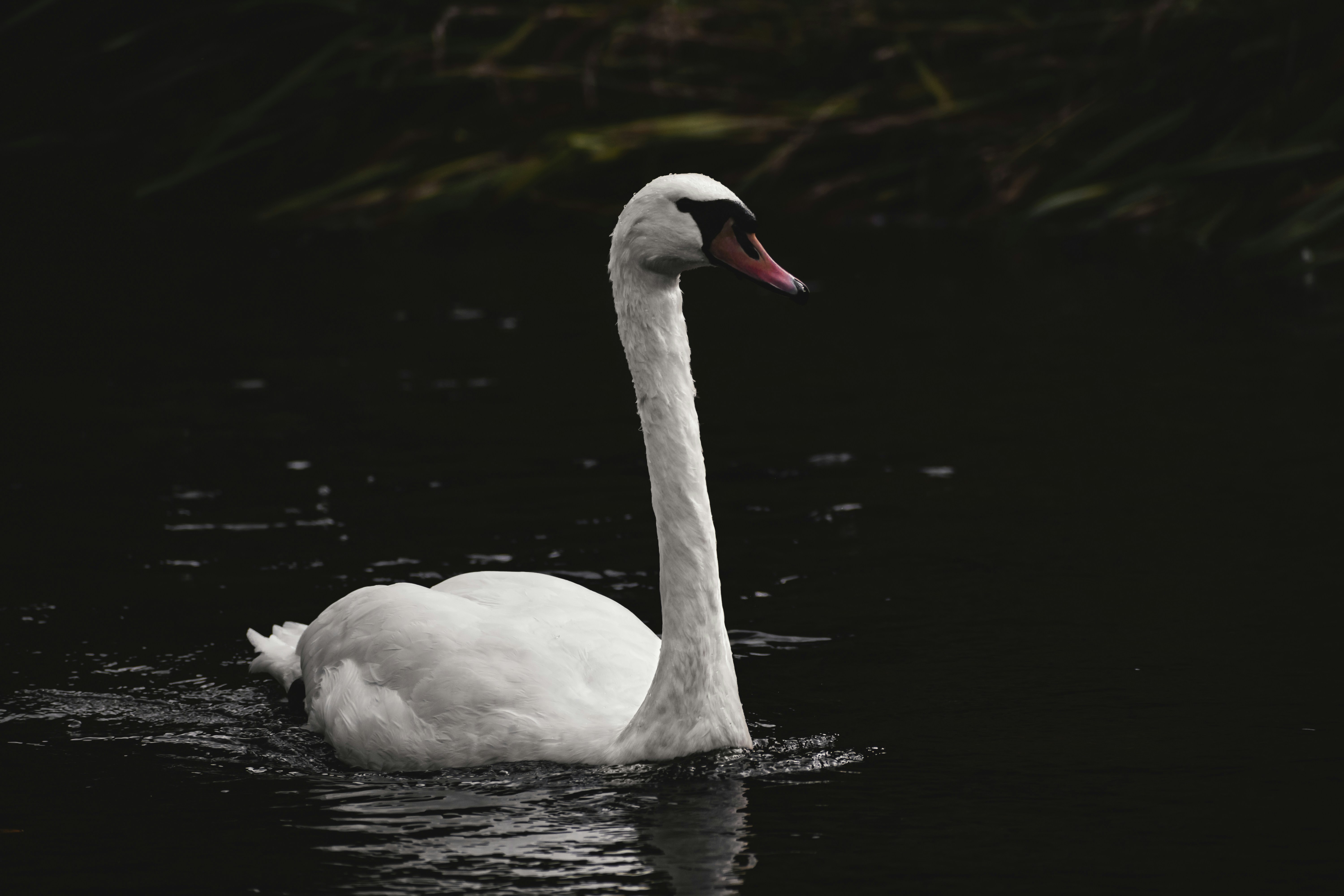 graceful teams background