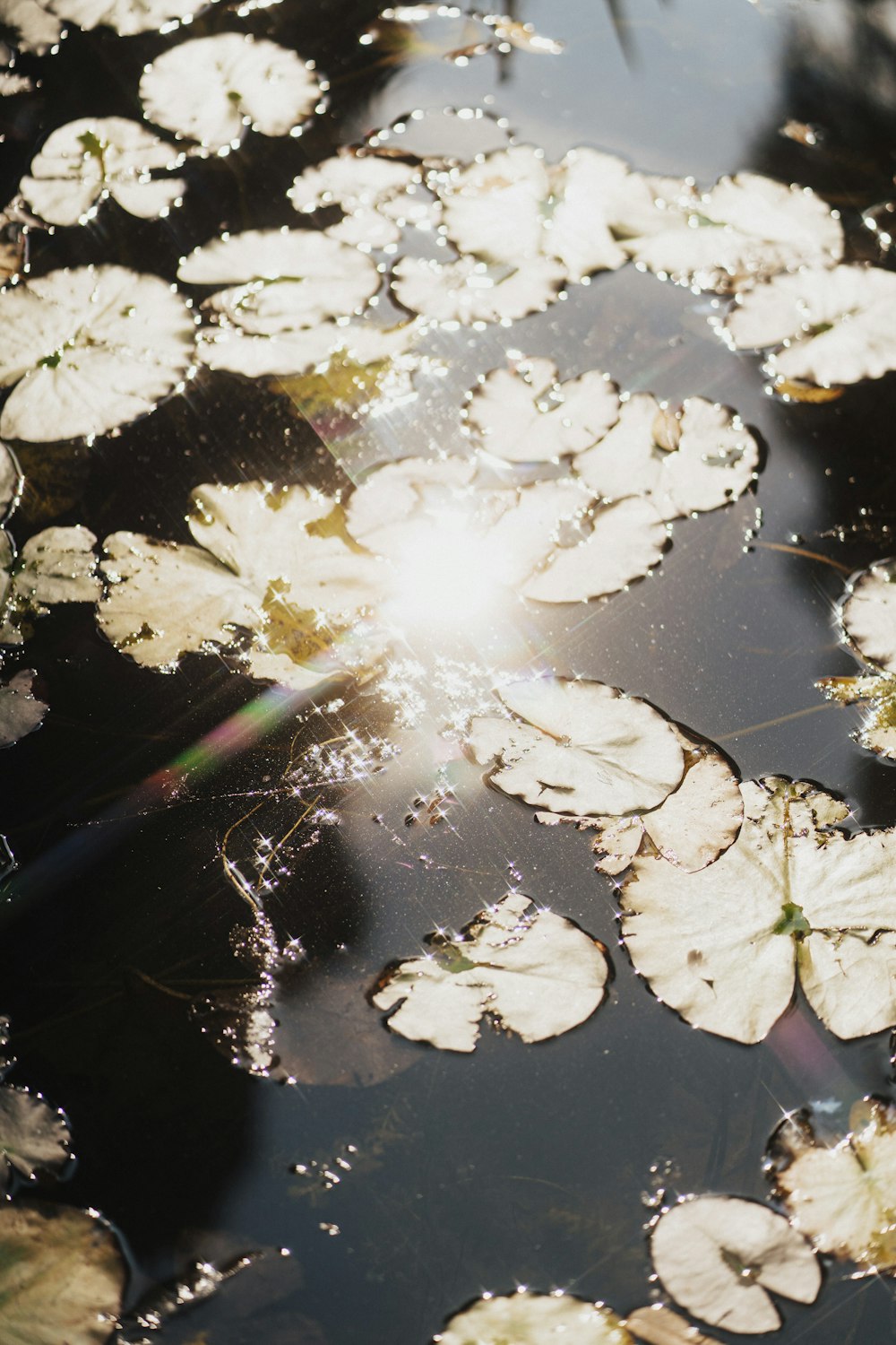 the sun is shining over lily pads in the water