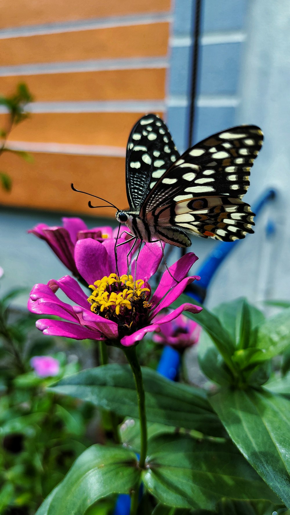 a butterfly sitting on top of a purple flower