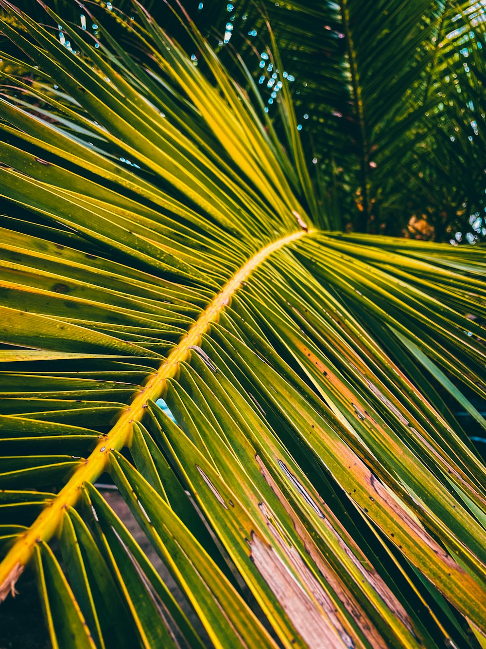 a close up of a palm tree leaf