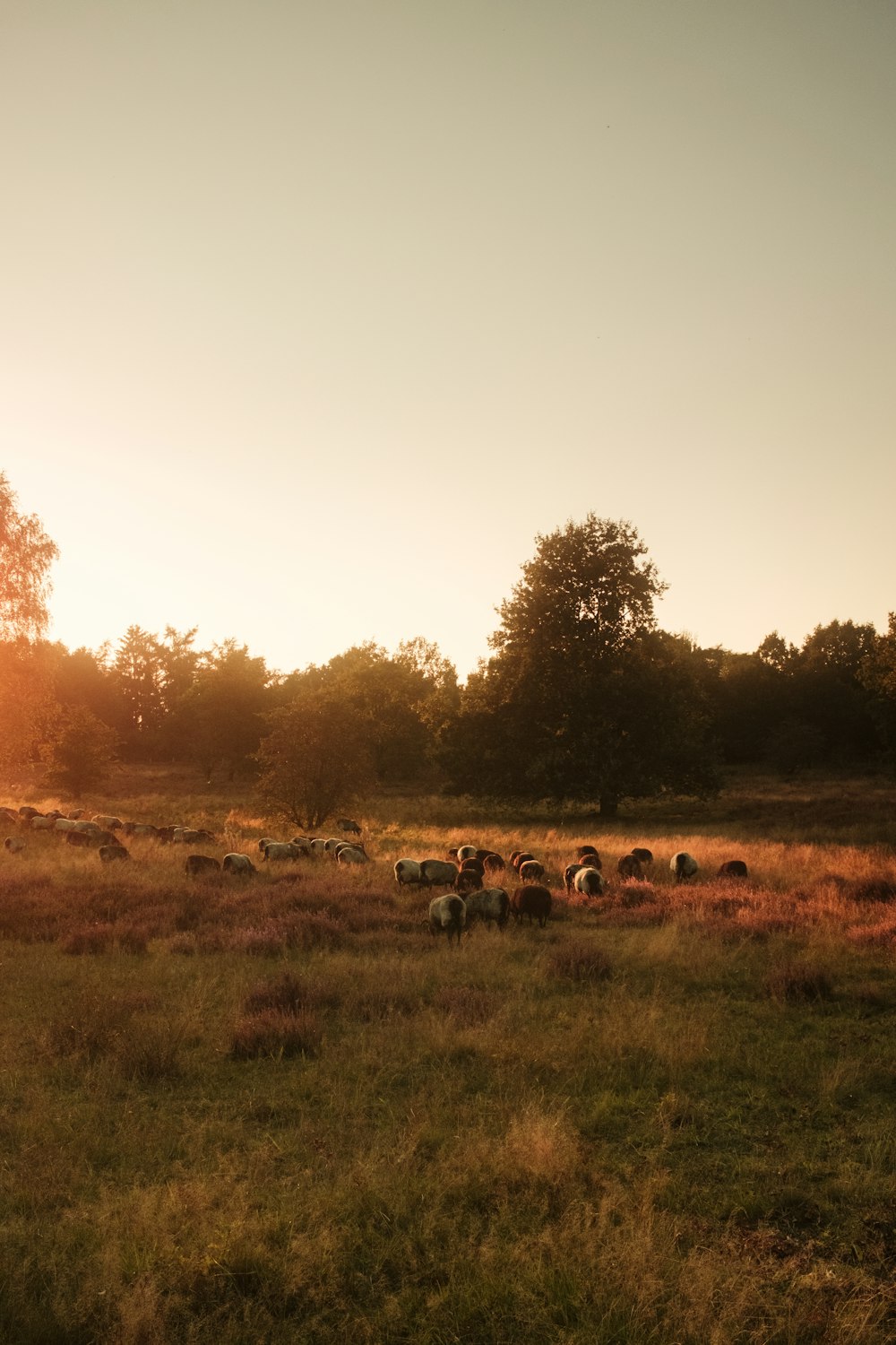 a herd of sheep grazing on a lush green field