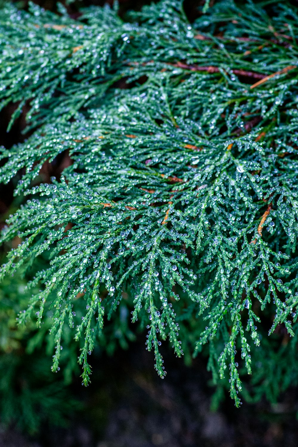 a close up of a green tree with drops of water on it