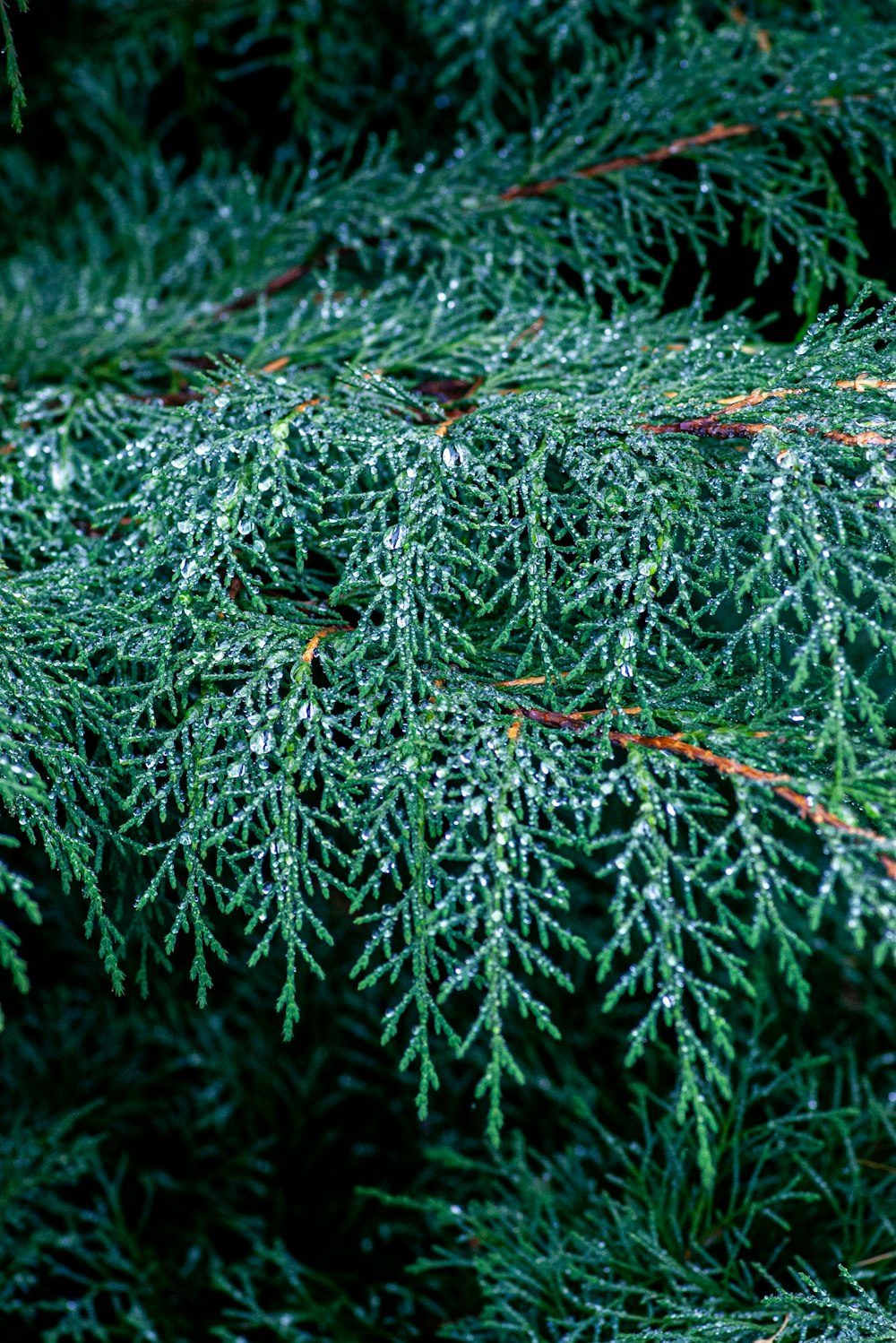 a close up of a pine tree with drops of water on it