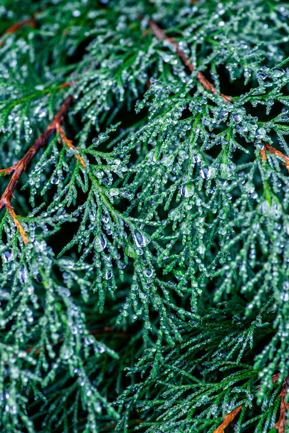 a close up of a pine tree with drops of water on it