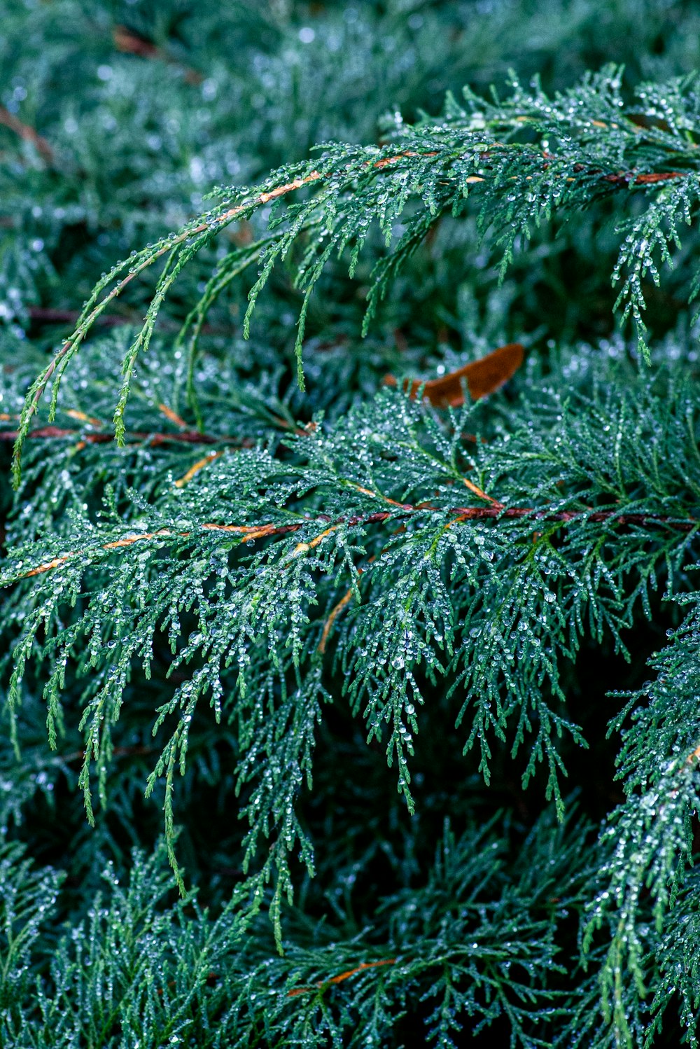 a close up of a pine tree with snow on it