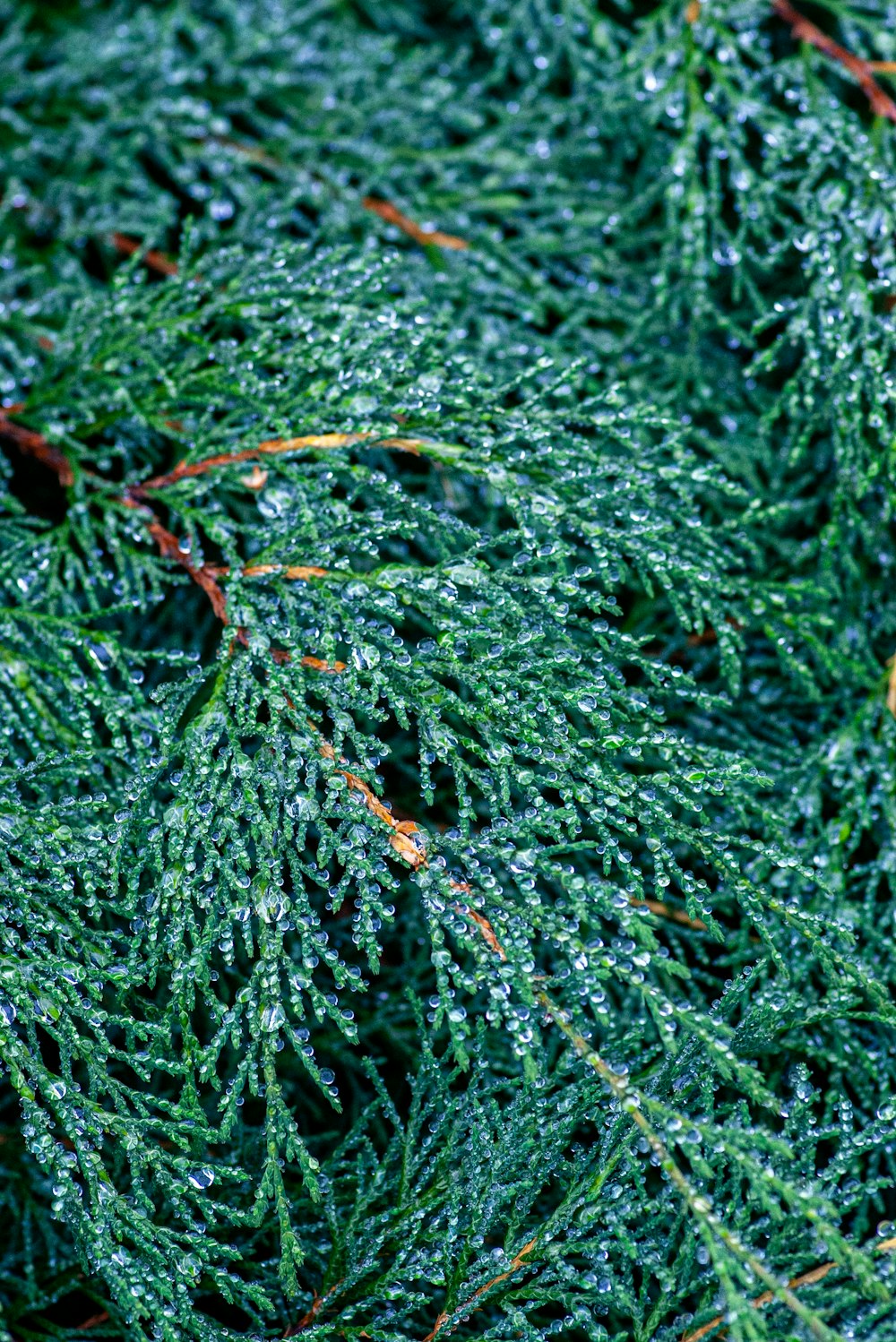 a close up of a green plant with drops of water on it