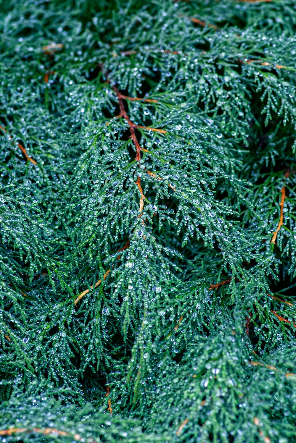 a close up of a green plant with drops of water on it