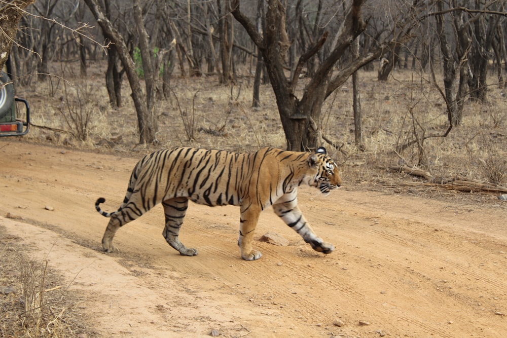 a tiger walking across a dirt road next to a forest