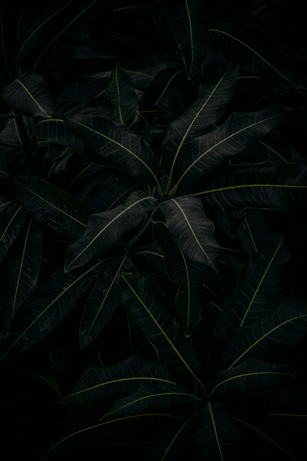 a plant with green leaves in the dark