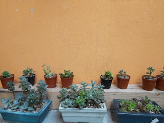 a row of potted plants on a ledge