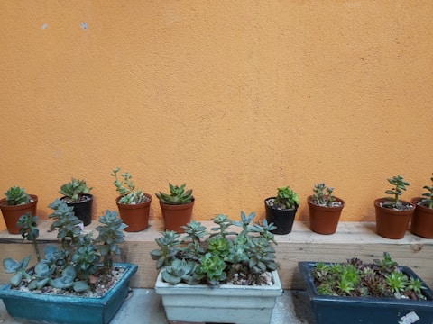 a row of potted plants on a ledge