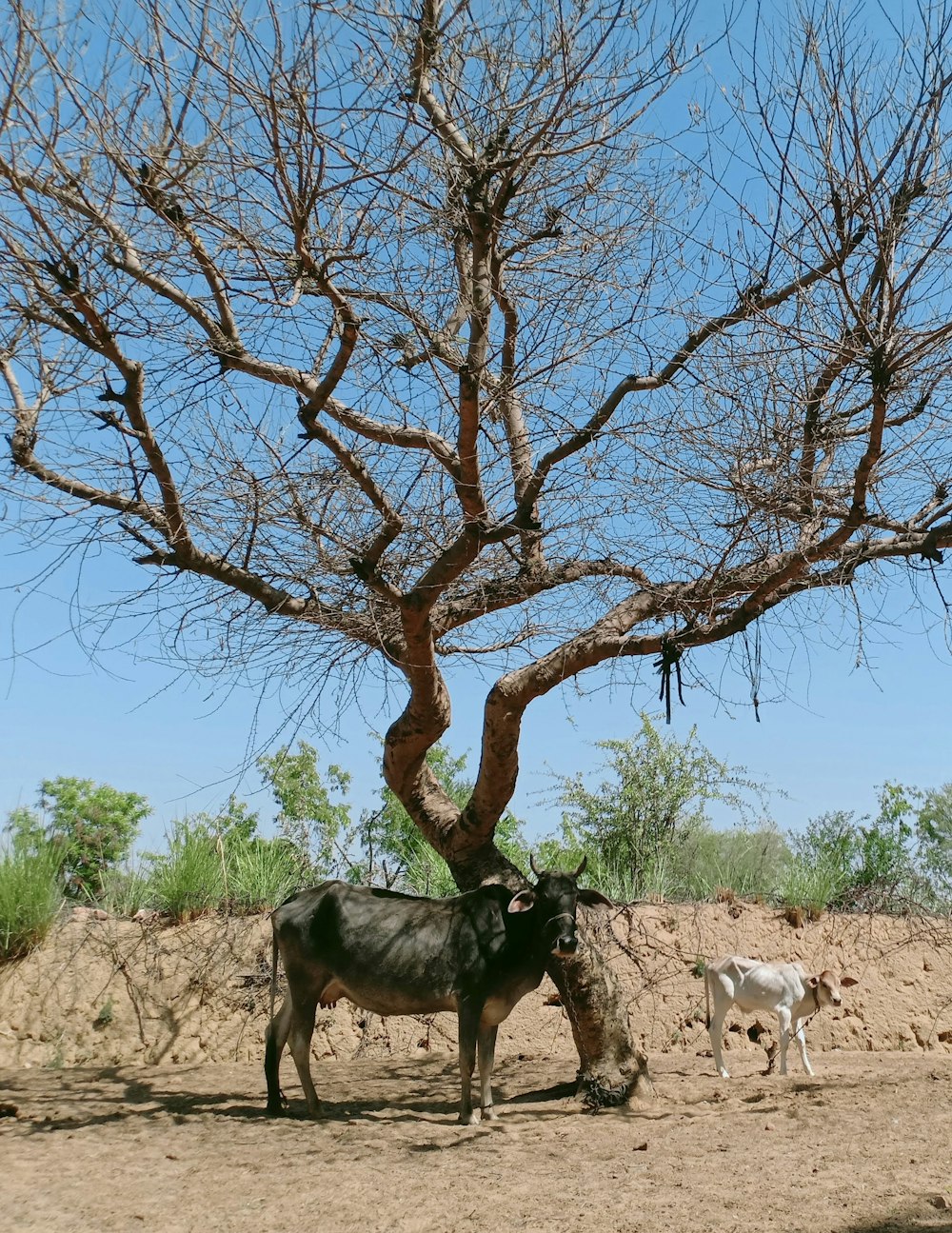 a couple of animals that are standing in the dirt