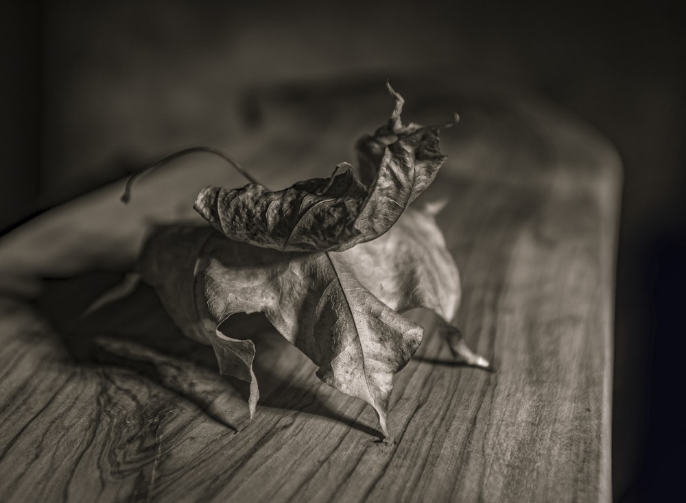 a black and white photo of a leaf on a table