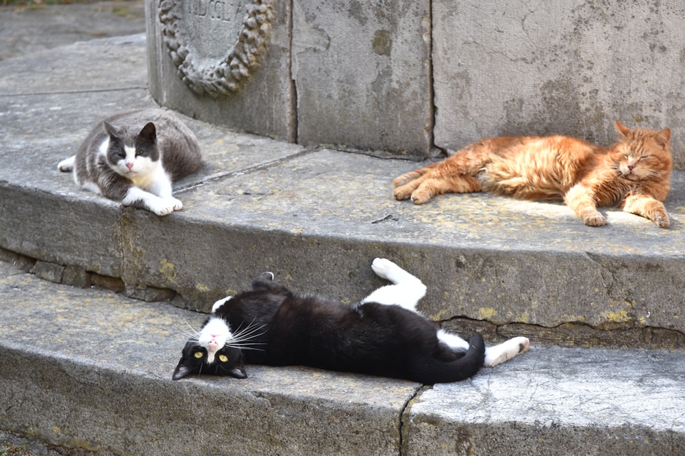 a couple of cats that are laying on some steps